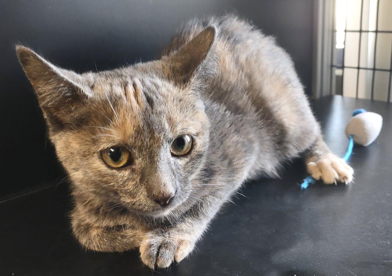 Enlarge Elphaba, a Adoptable mixed breed in Albemarle, NC image 2/2