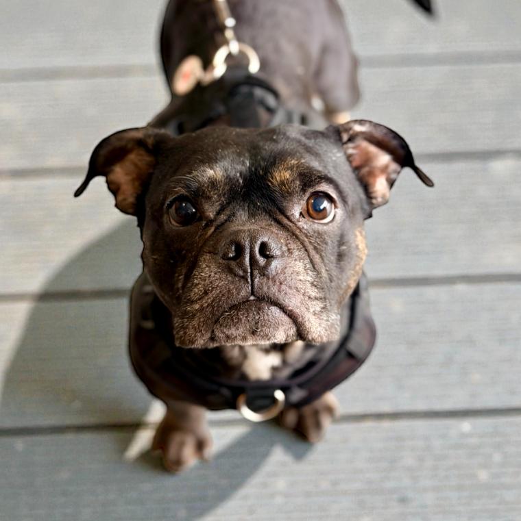 Poppy, adopted, Adult Female English Bulldog & Mixed Breed.