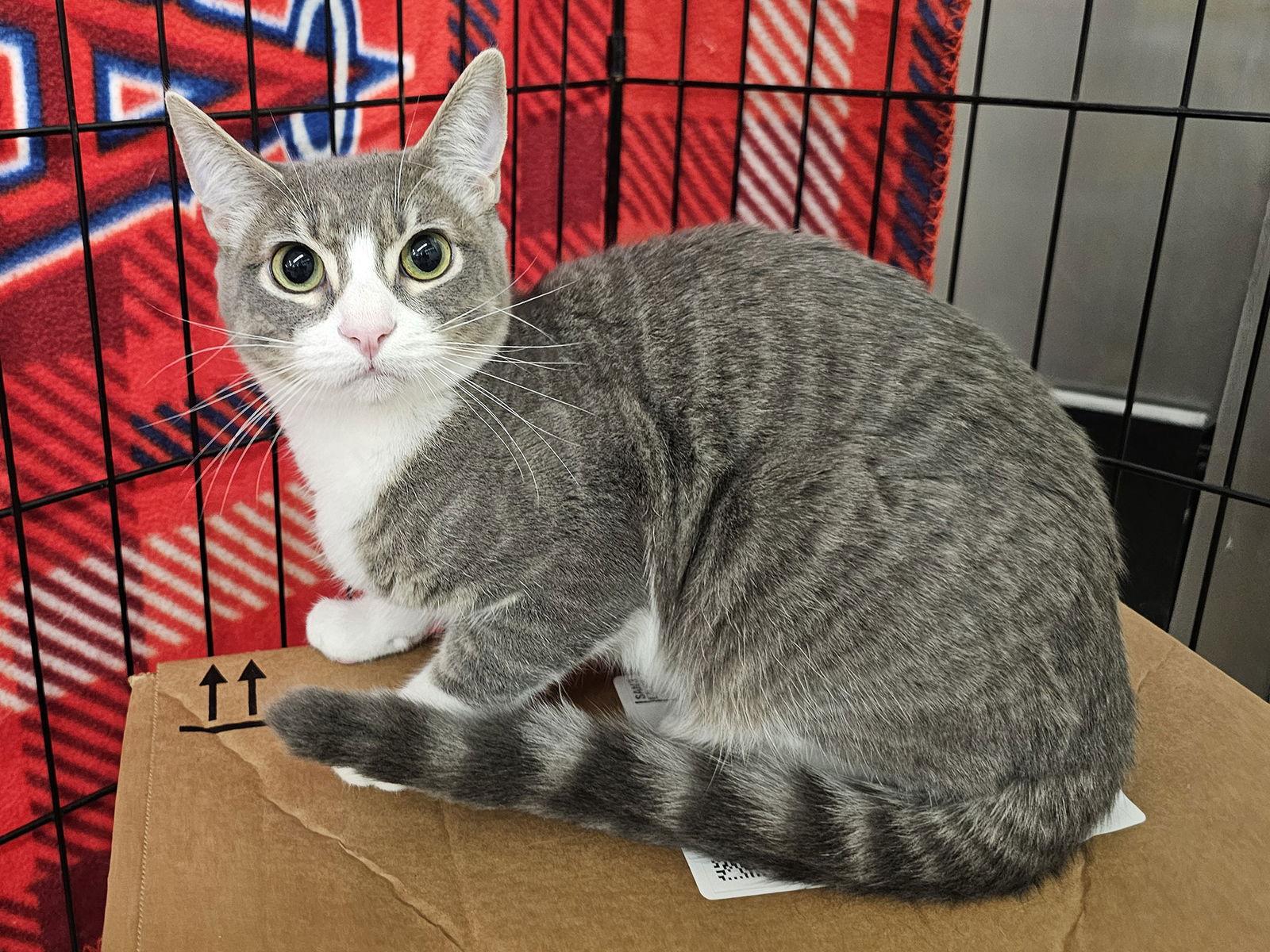 Merv Griffin, Adoptable, Young Male Domestic Short Hair.