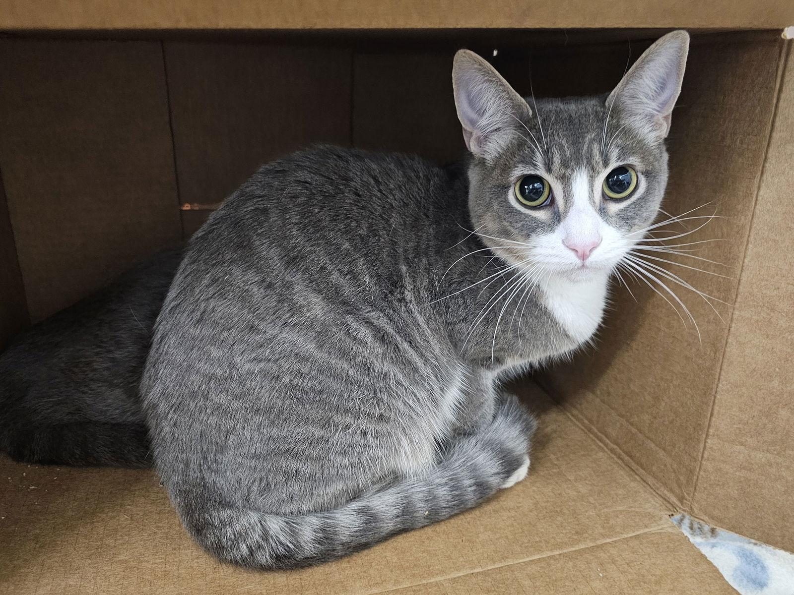 Merv Griffin, a Adoptable Domestic Short Hair in Mission Viejo, CA image 2/3