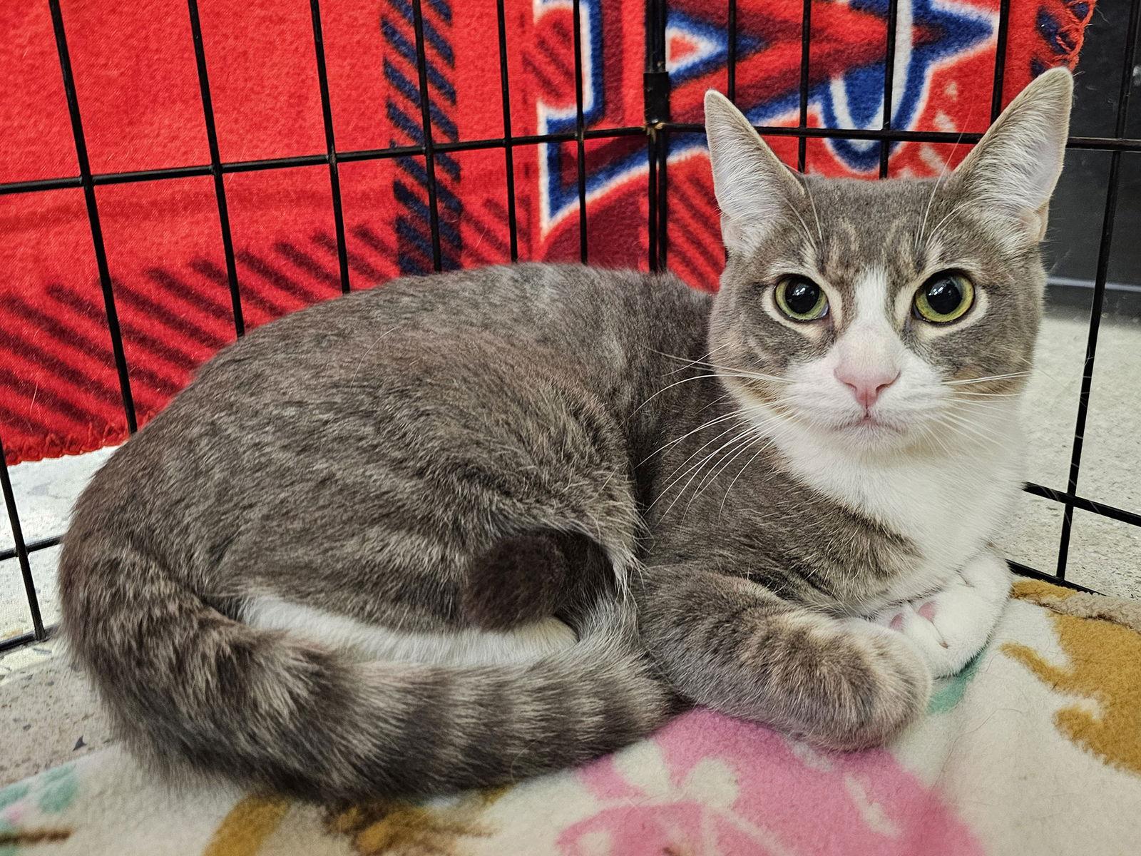 Merv Griffin, a Adoptable Domestic Short Hair in Mission Viejo, CA image 3/3