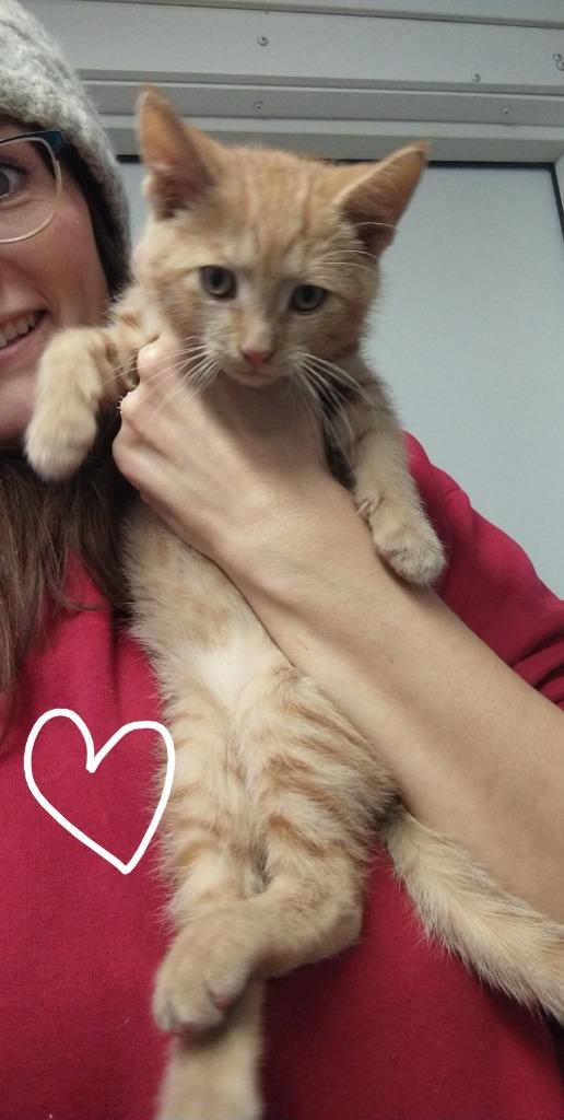 Mickey (adoption pending), Adopted, Kitten Male Domestic Short Hair.