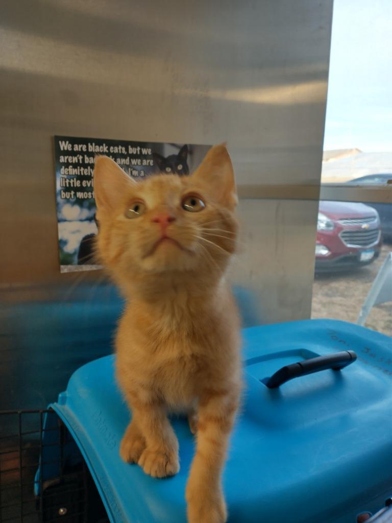 Mickey (adoption pending), a Adopted mixed breed in Saint James, MN image 2/3