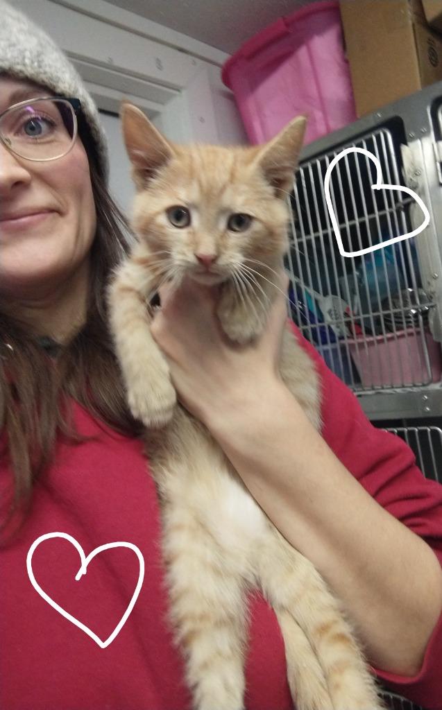 Mickey (adoption pending), a Adopted mixed breed in Saint James, MN image 3/3