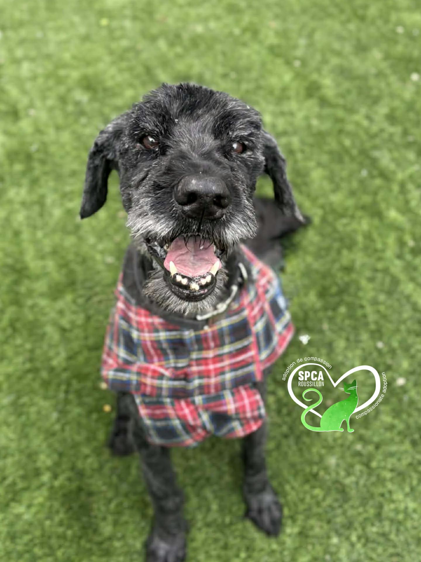 Daisy, adopted, Senior Female Labrador Retriever.