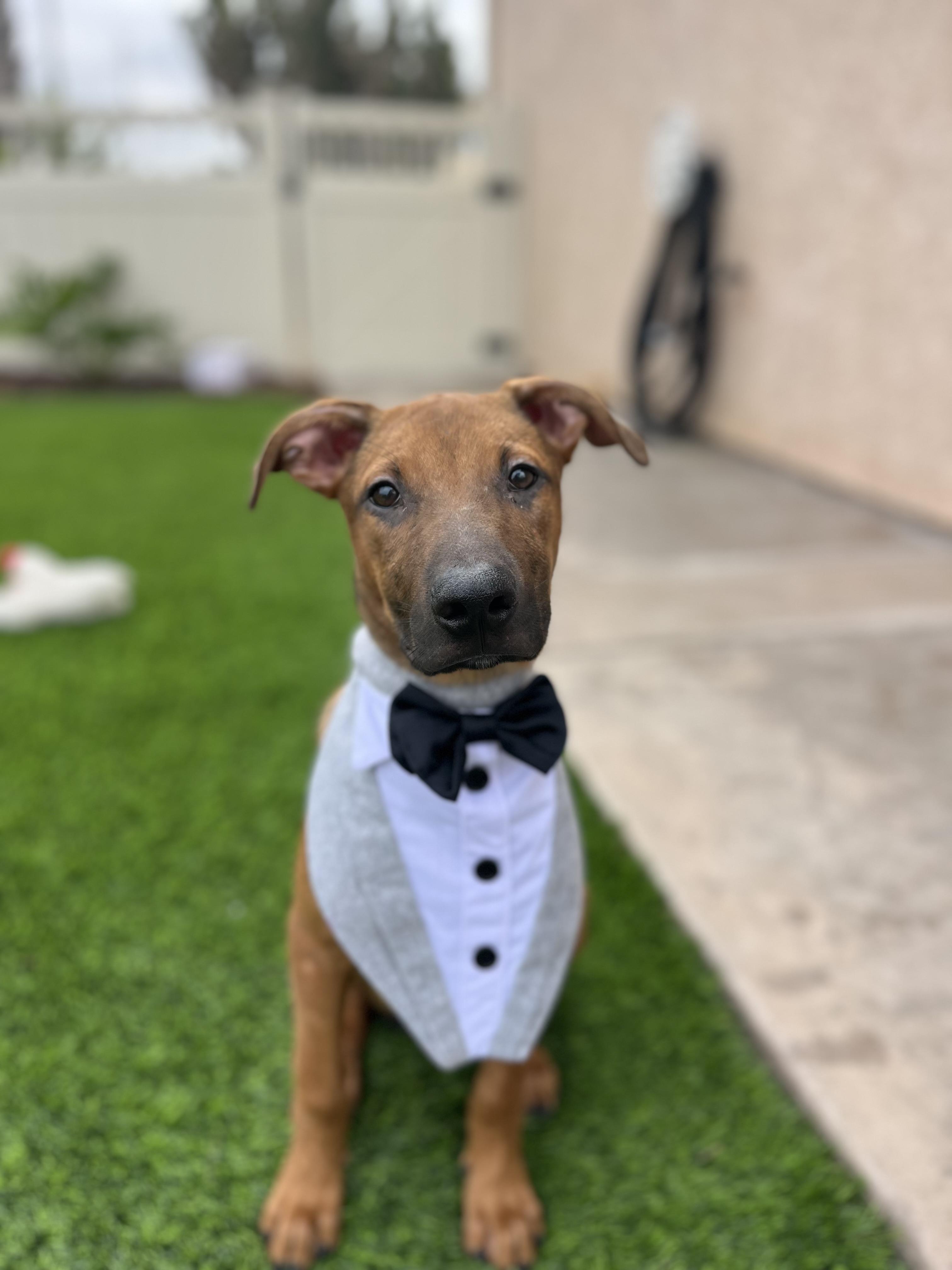 Jax, Adoptable, Puppy Male Belgian Shepherd / Malinois & Mixed Breed.