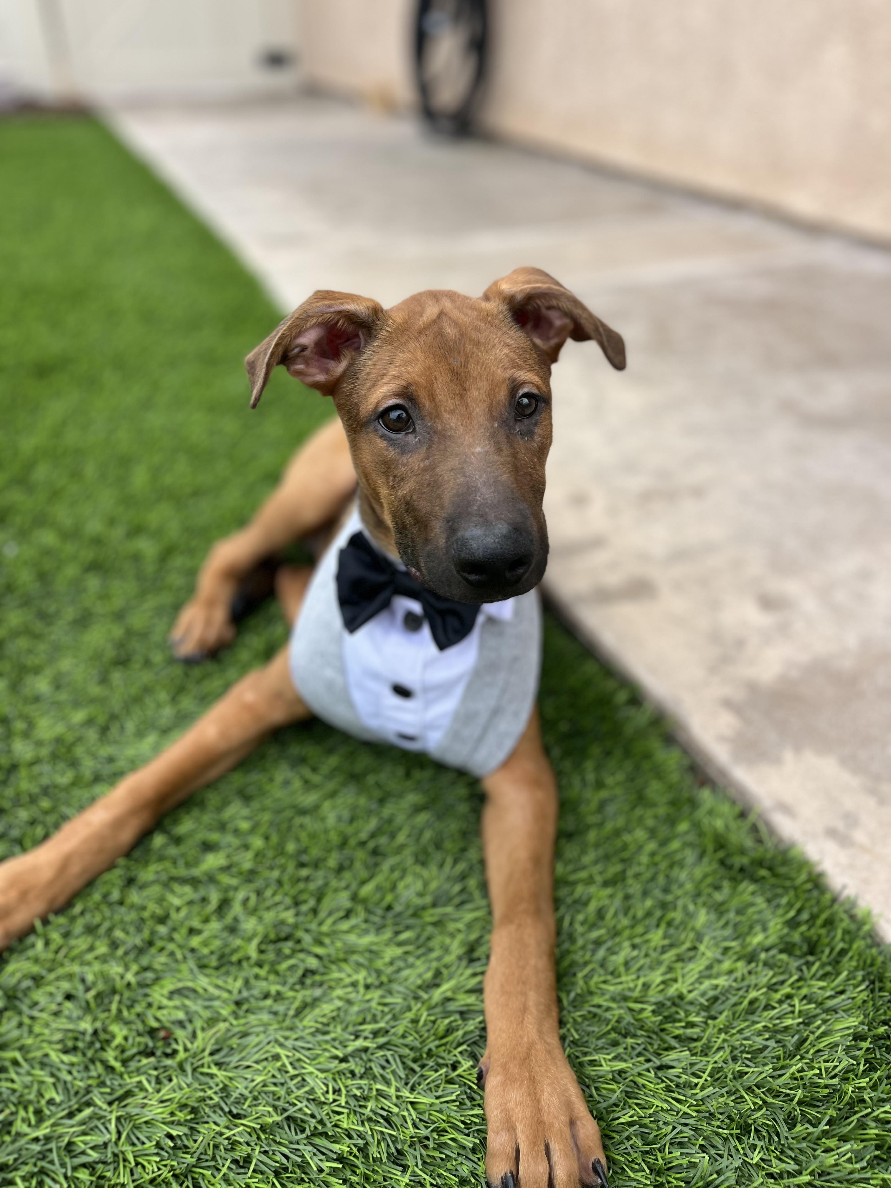 Enlarge Jax, a Adoptable mixed breed in Poway, CA image 2/6