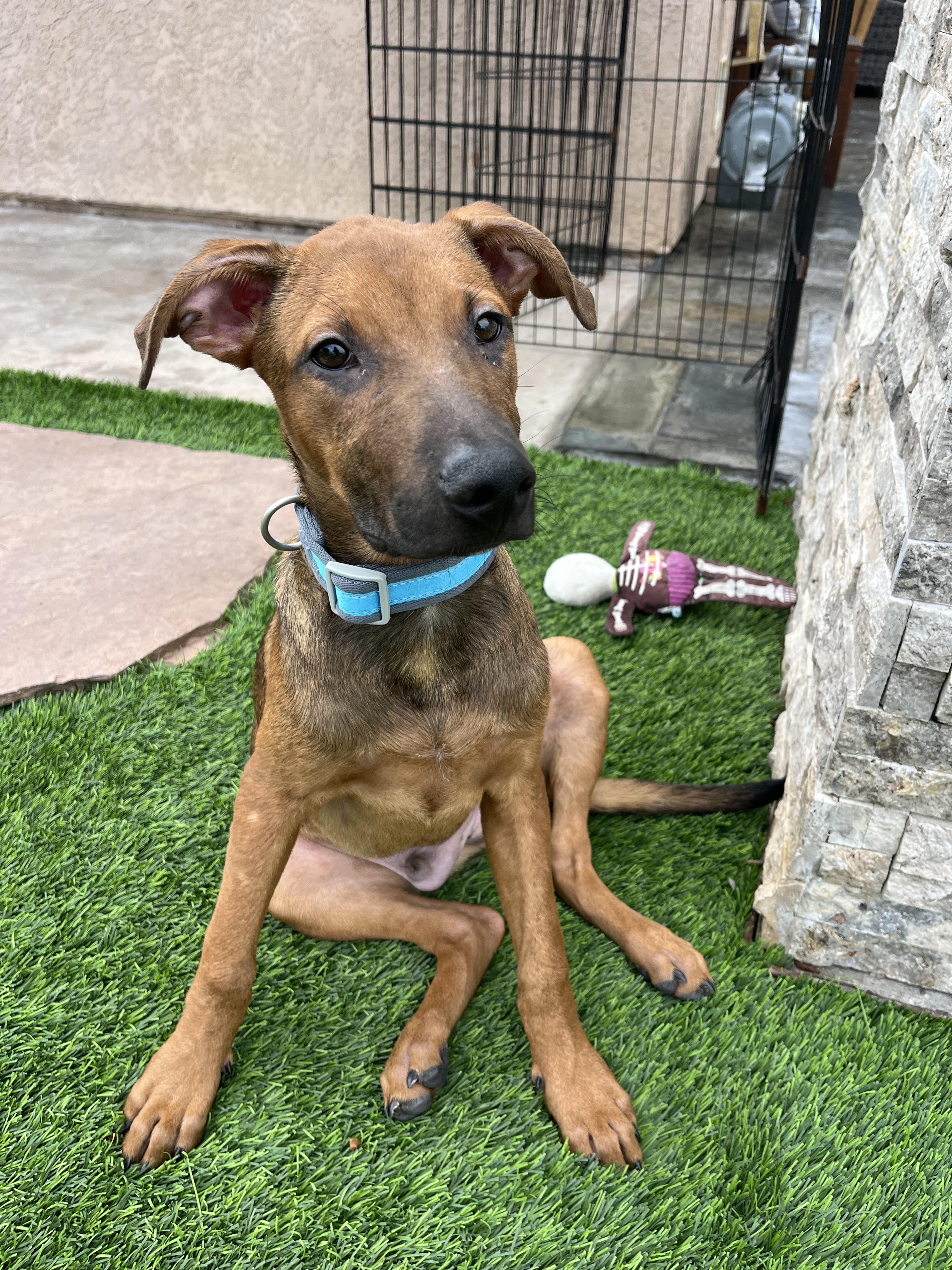 Enlarge Jax, a Adoptable mixed breed in Poway, CA image 4/6