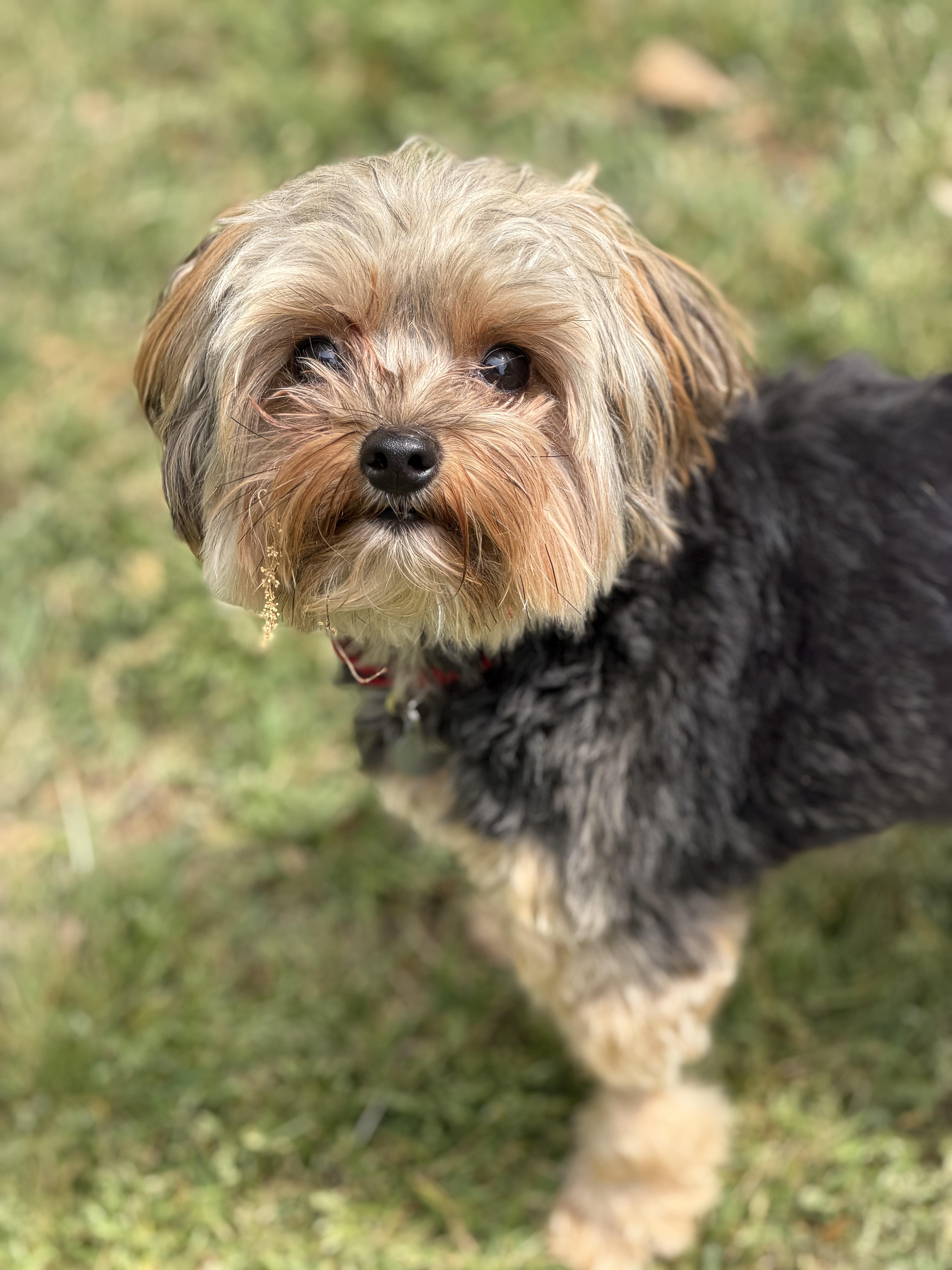 Teddie, an adopted Yorkshire Terrier in Atlanta, GA image 1/4