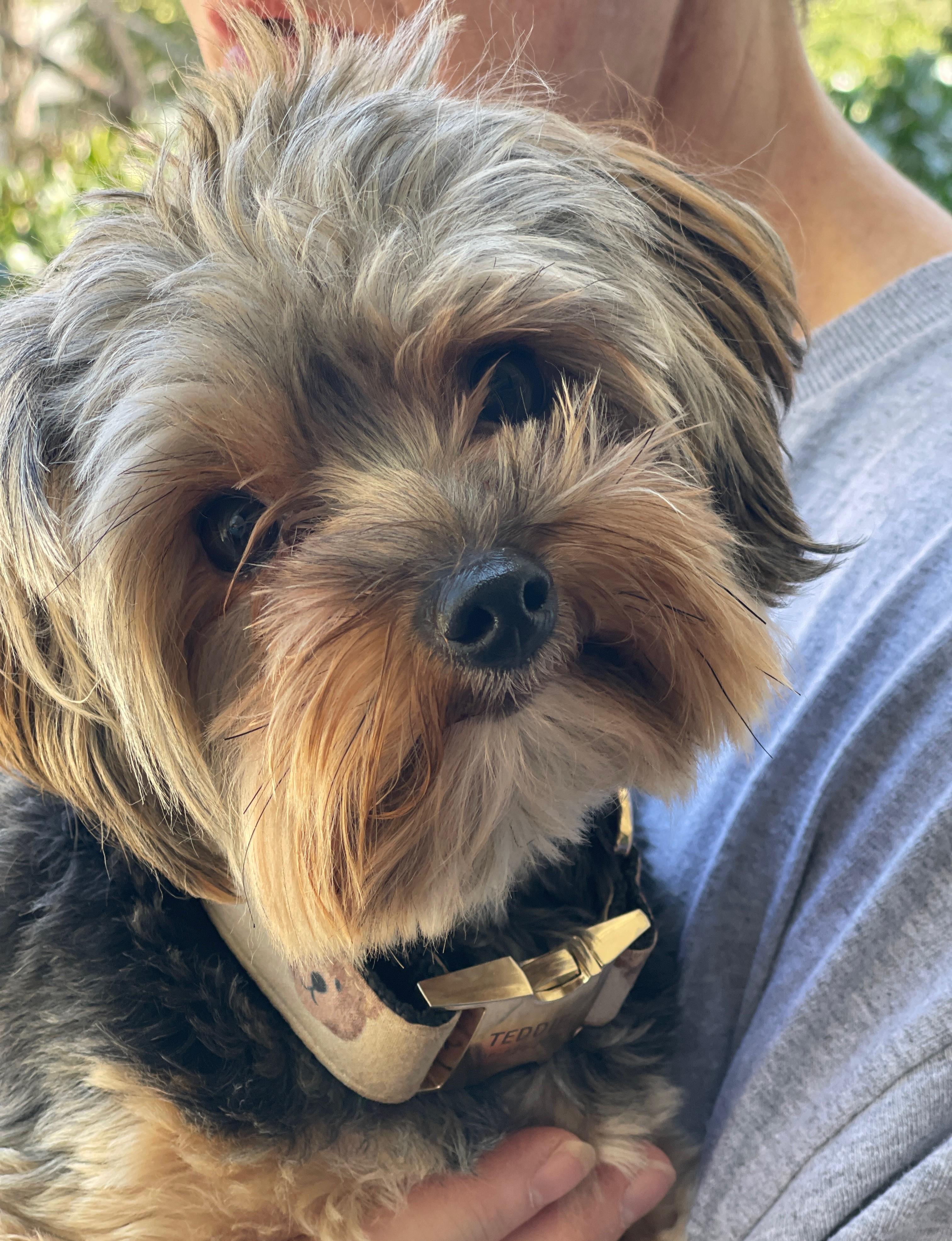 Teddie, an adopted Yorkshire Terrier in Atlanta, GA image 3/4