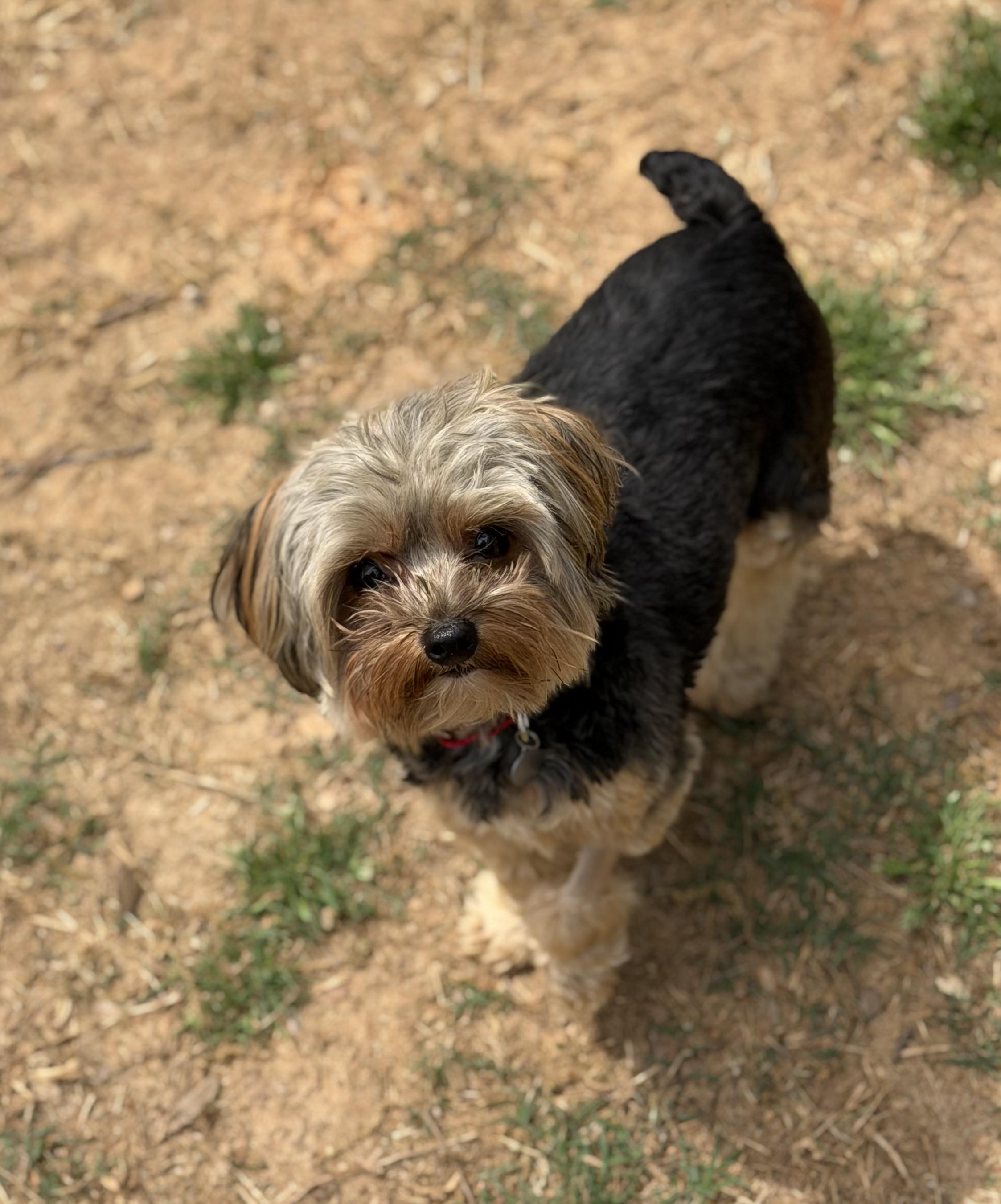 Teddie, an adopted Yorkshire Terrier in Atlanta, GA image 2/4