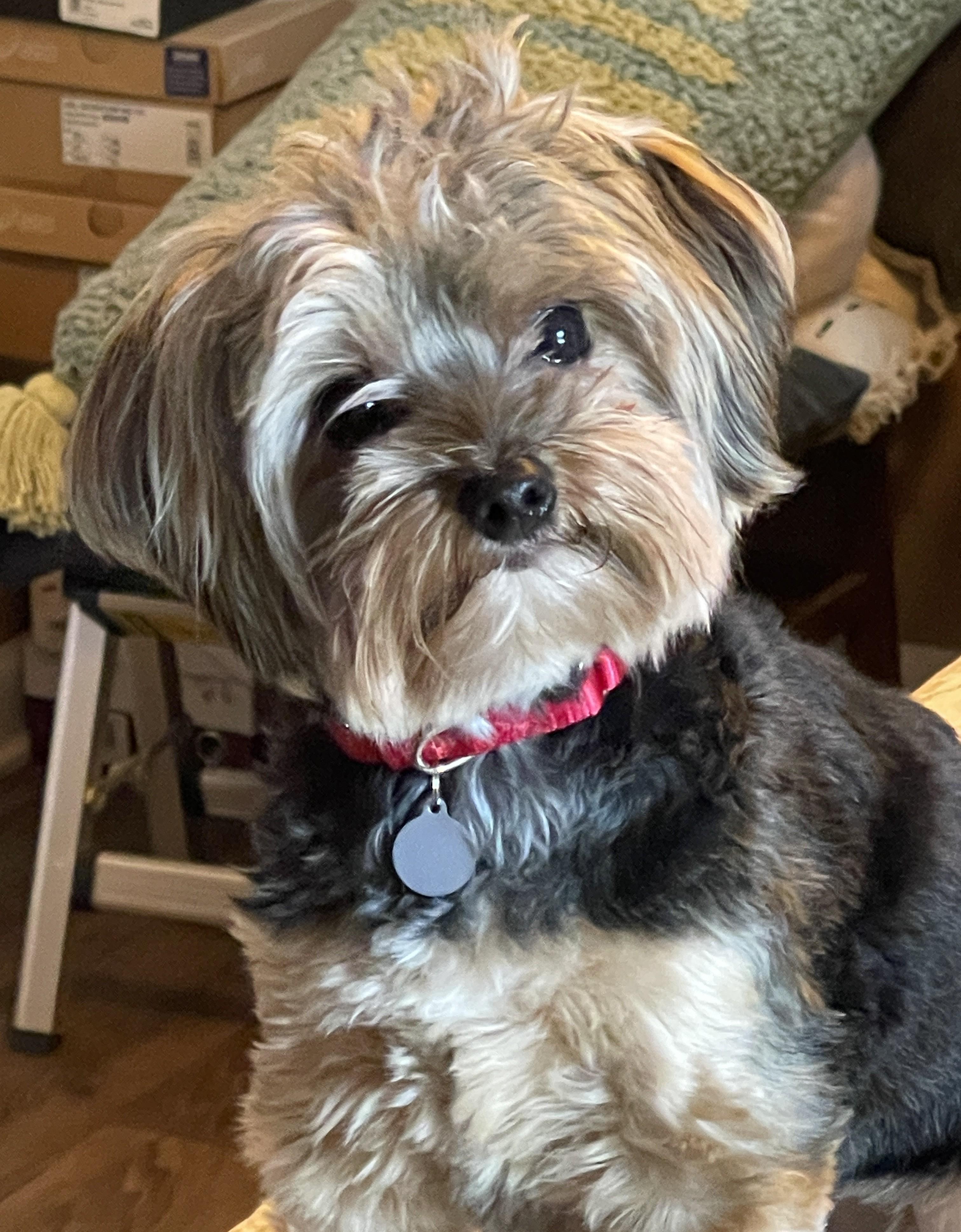 Teddie, an adopted Yorkshire Terrier in Atlanta, GA image 4/4