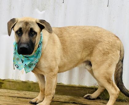 Charlie $85, Adoptable, Young Male Shepherd & Mixed Breed.