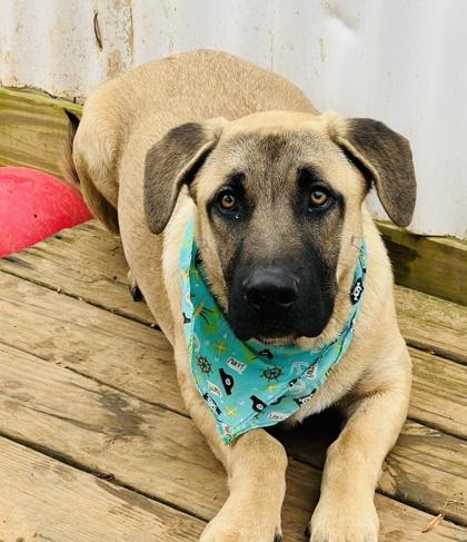 Enlarge Charlie $85, a Adoptable mixed breed in Seneca, SC image 2/3