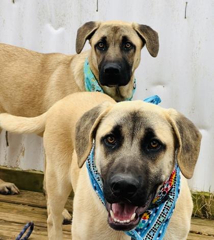 Enlarge Charlie $85, a Adoptable mixed breed in Seneca, SC image 3/3