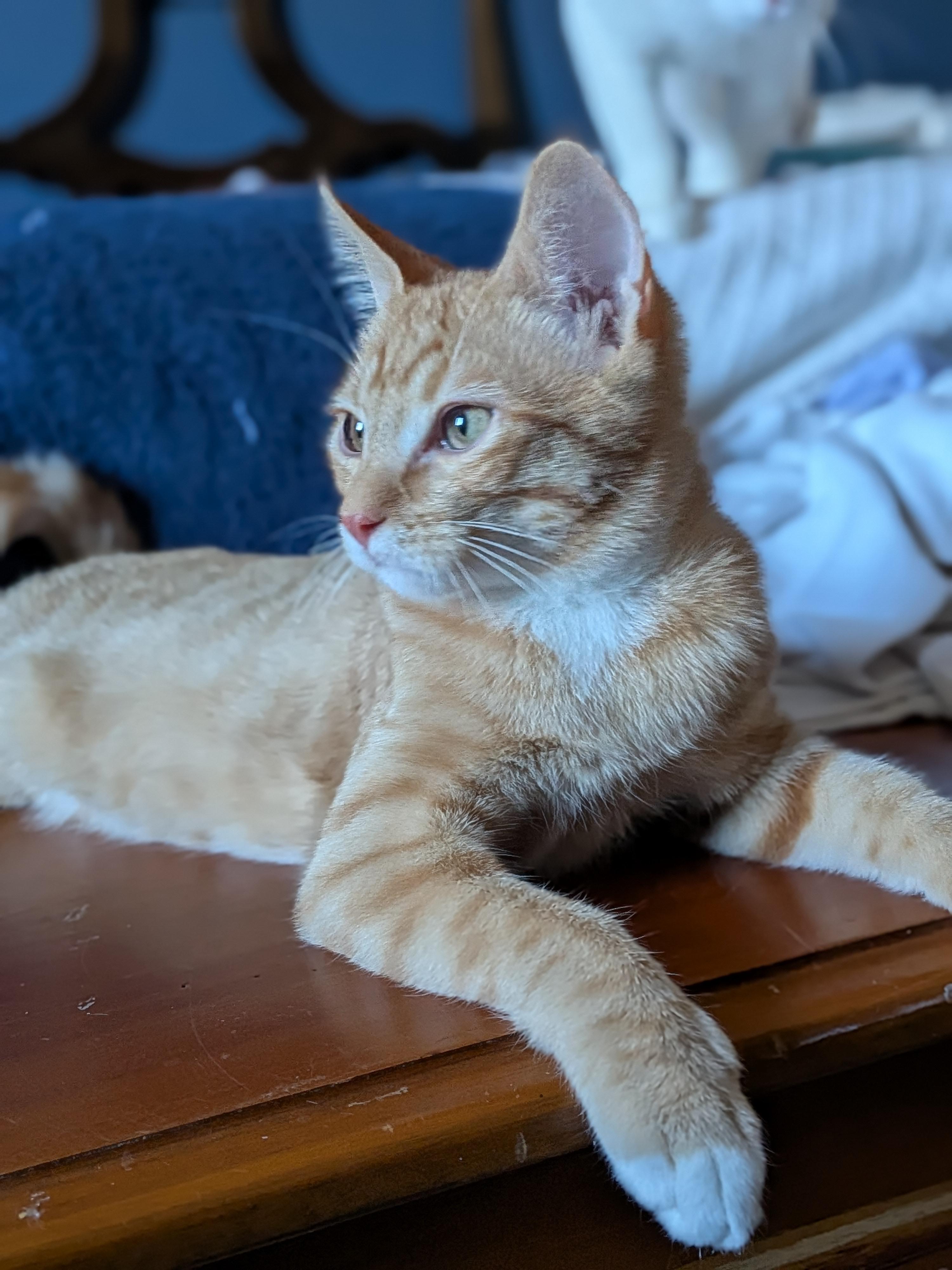 Marley D Conrad, a ADOPTABLE Domestic Short Hair in Denver, CO image 1/3