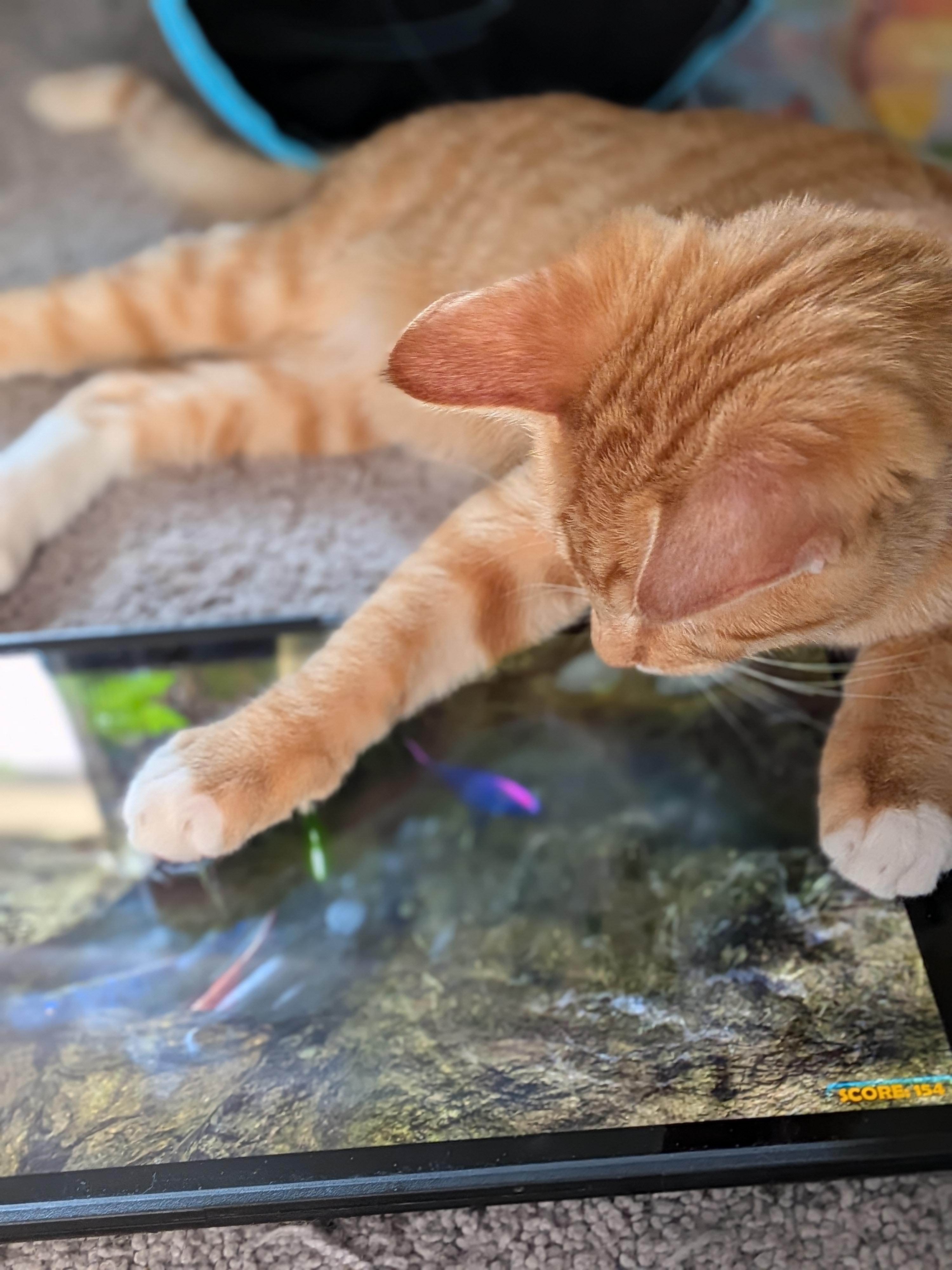 Marley D Conrad, a ADOPTABLE Domestic Short Hair in Denver, CO image 3/3