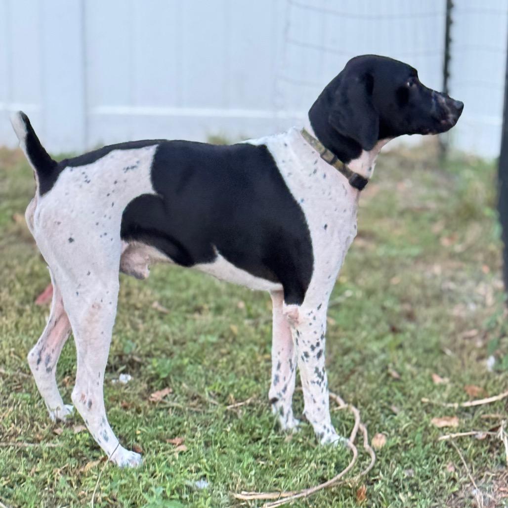 Zeus, Adoptable, Adult Male German Shorthaired Pointer.