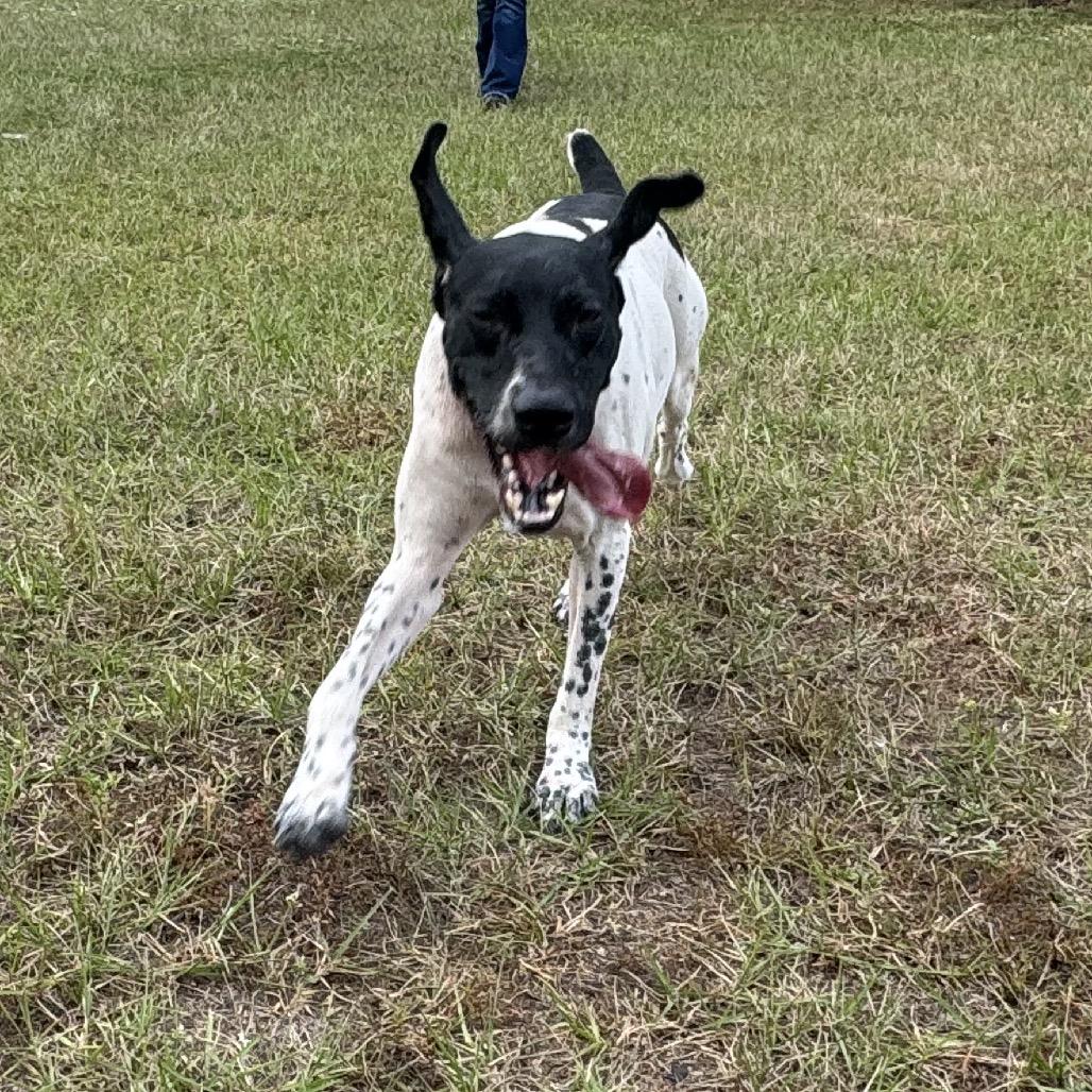 Zeus, a Adoptable German Shorthaired Pointer in Sarasota, FL image 2/6