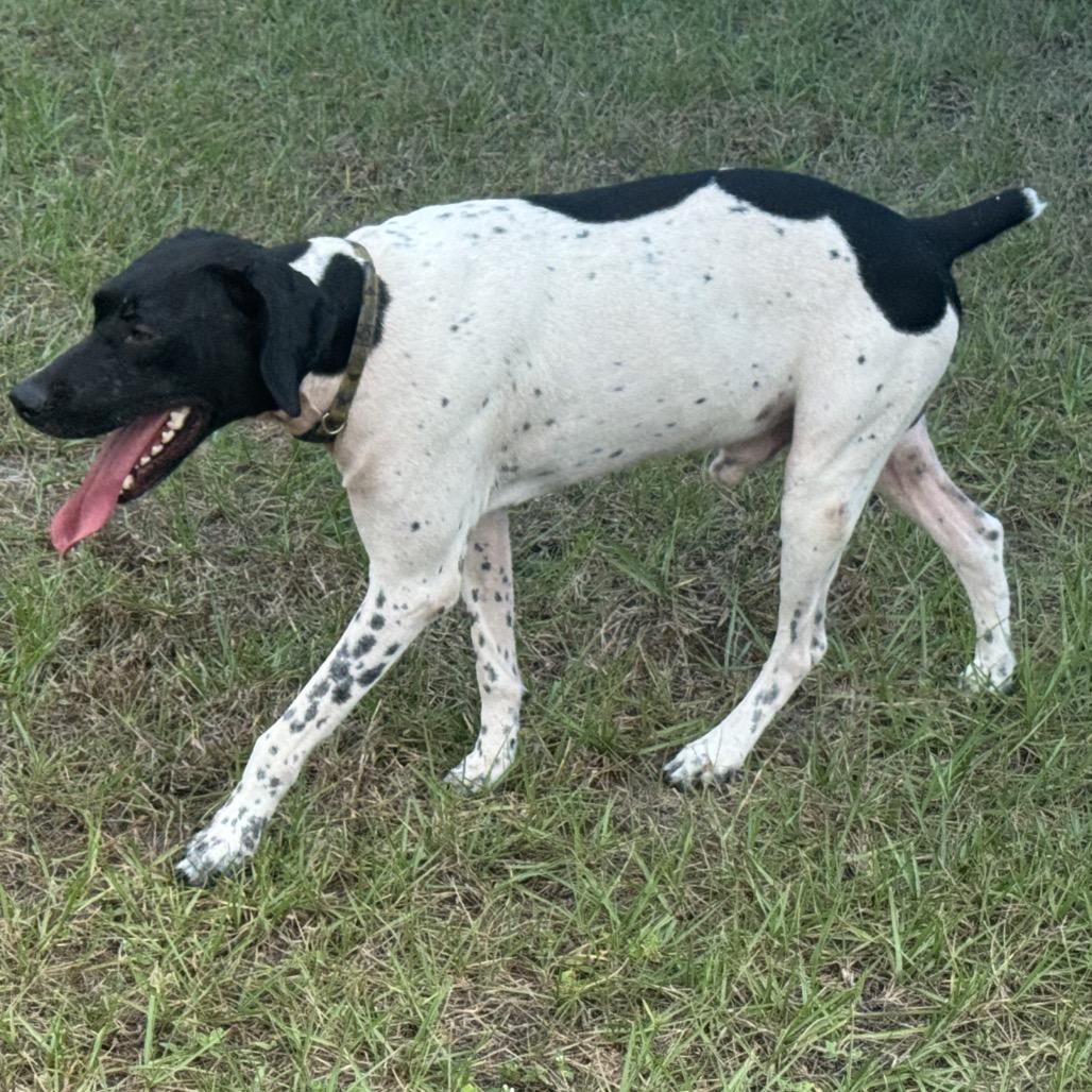 Zeus, a Adoptable German Shorthaired Pointer in Sarasota, FL image 3/6