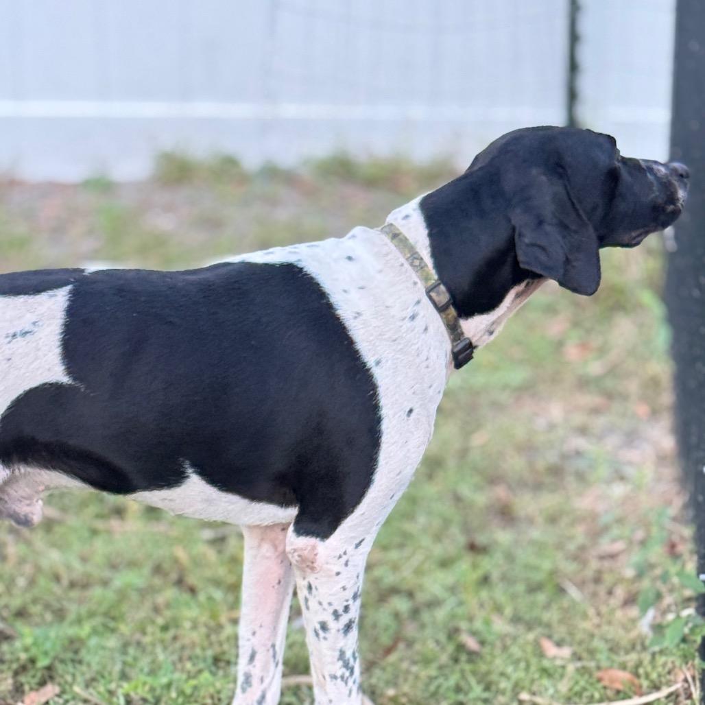 Zeus, a Adoptable German Shorthaired Pointer in Sarasota, FL image 5/6