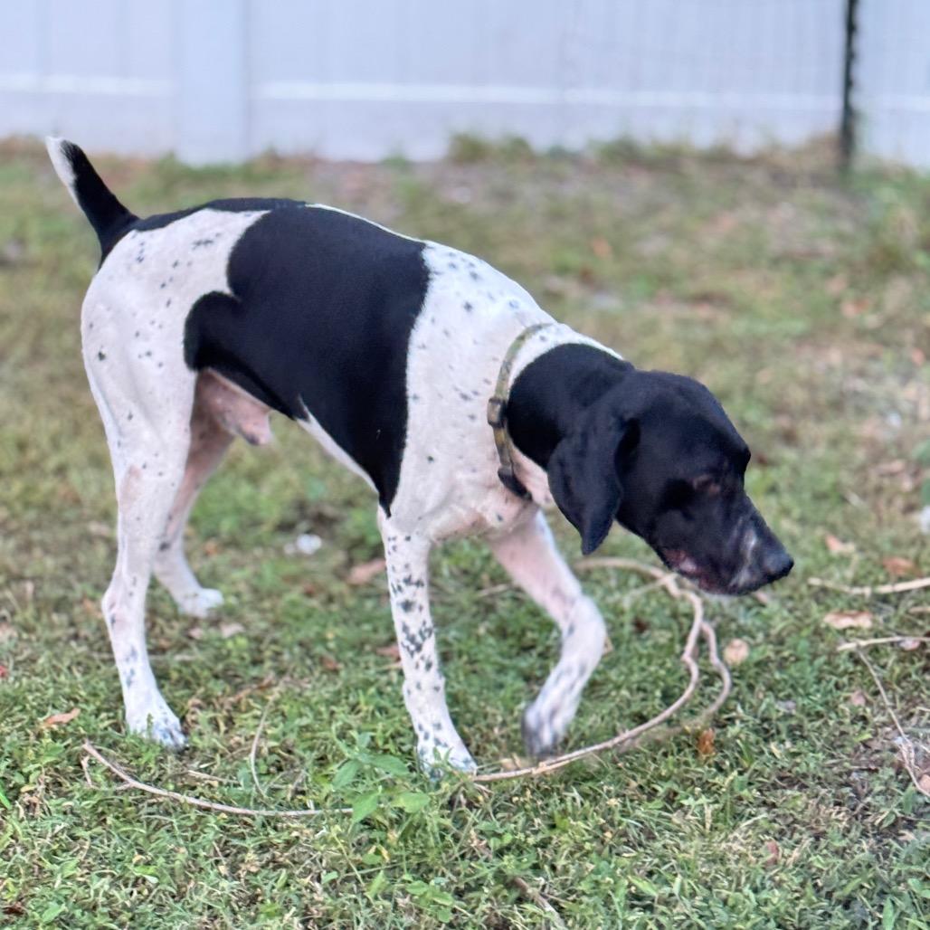 Enlarge Zeus, a Adoptable German Shorthaired Pointer in Sarasota, FL image 5/6