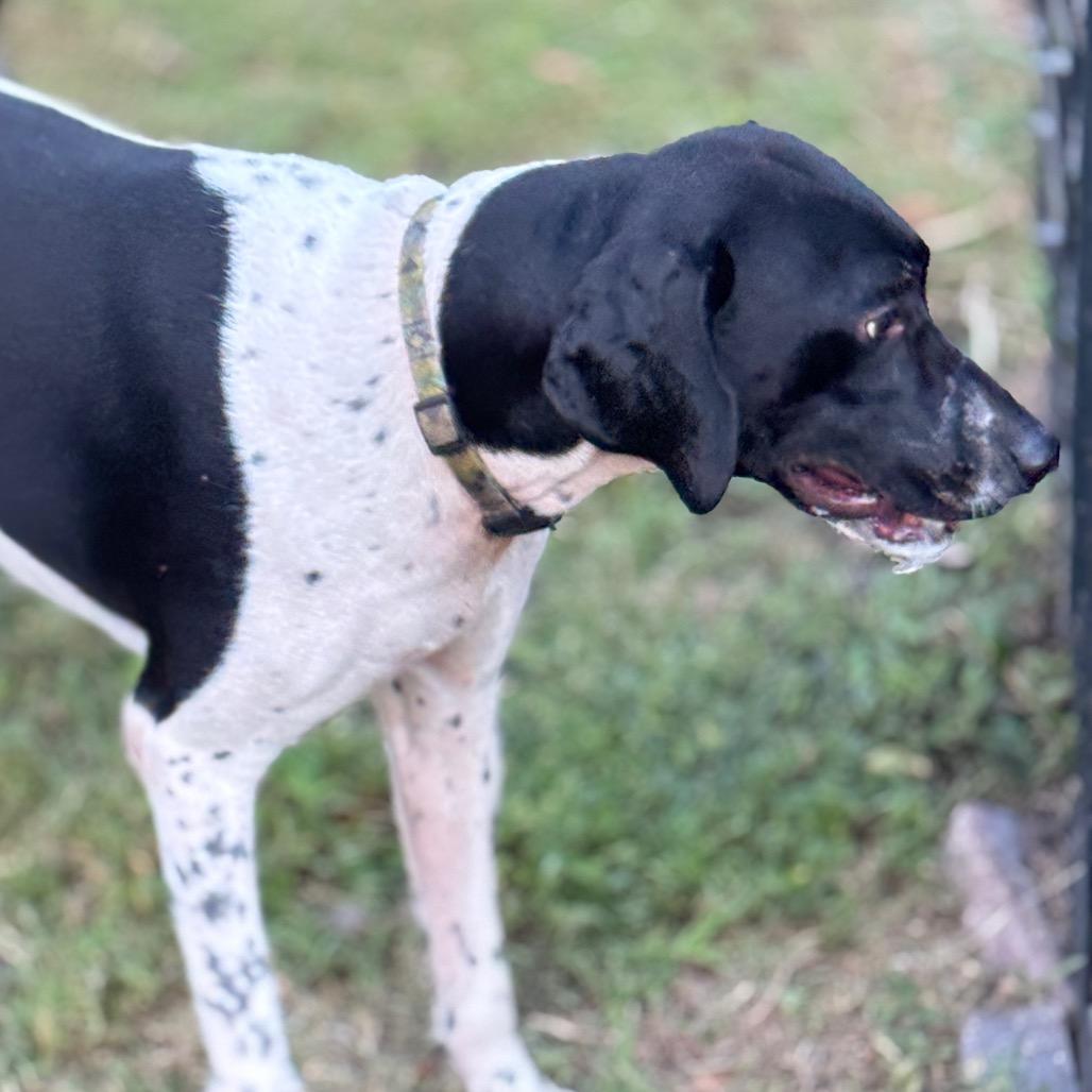 Enlarge Zeus, a Adoptable German Shorthaired Pointer in Sarasota, FL image 6/6