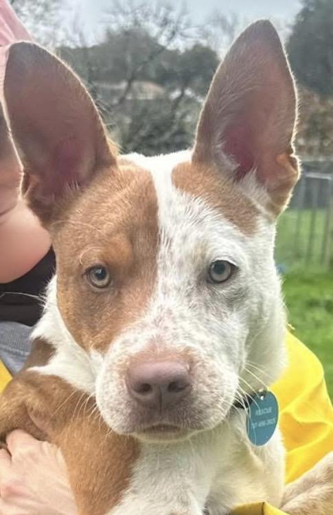 Enlarge Buster, a ADOPTABLE mixed breed in Santa Rosa, CA image 1/1