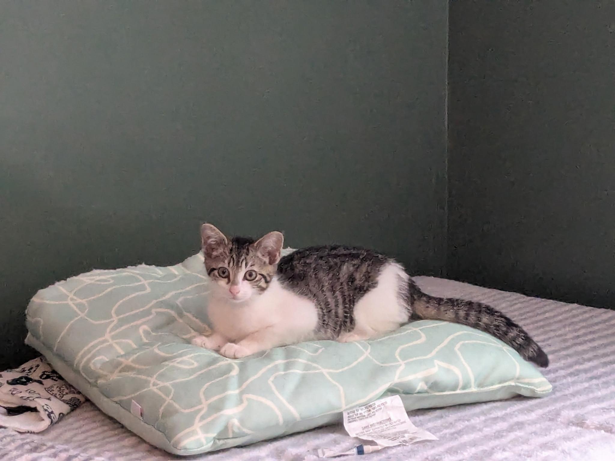 Enlarge Lily, a Adopted Domestic Short Hair in Johnstown, PA image 1/1