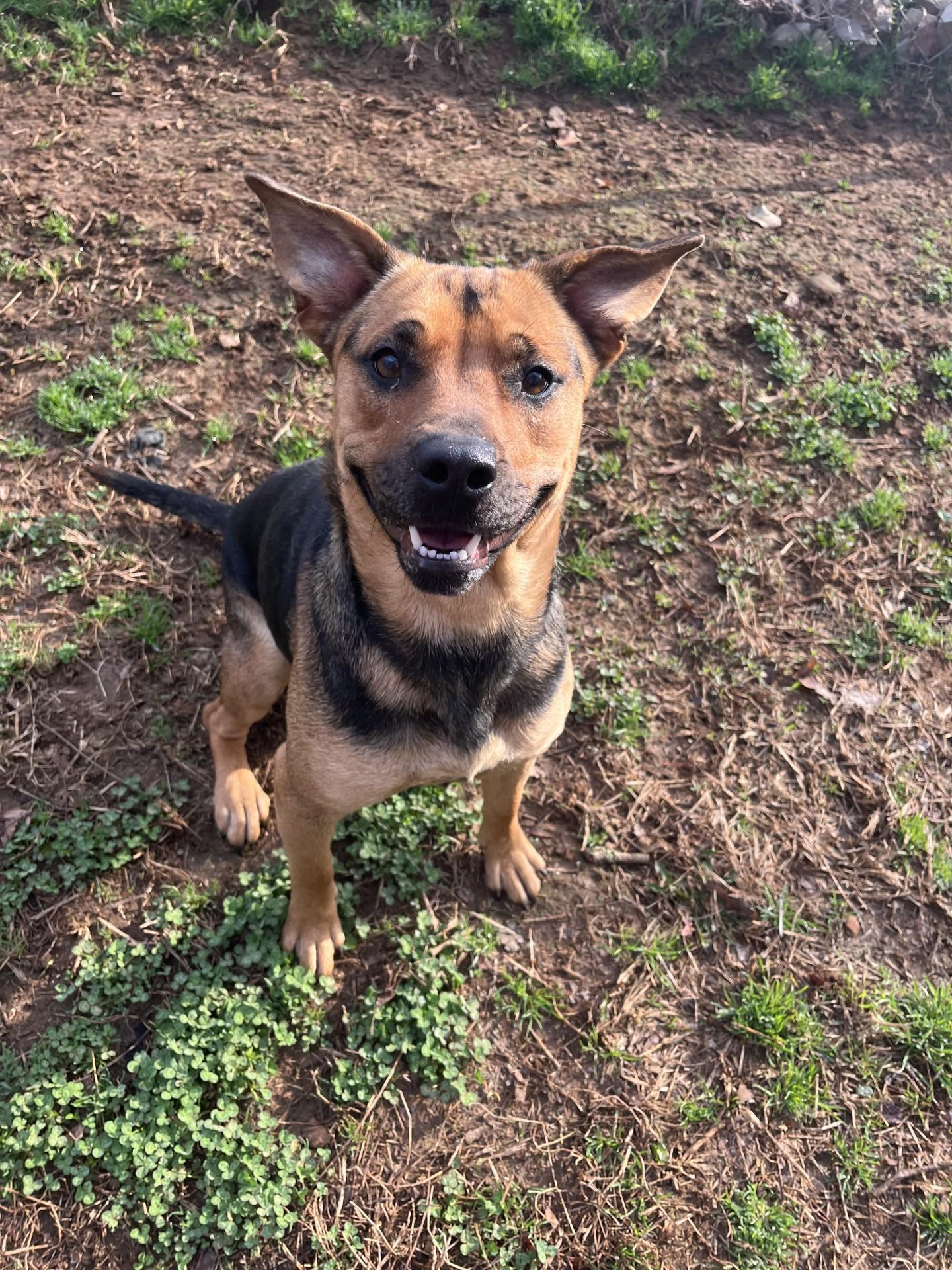 Enlarge Sweetcakes, a Adoptable Mixed Breed in Loudon, TN image 2/3