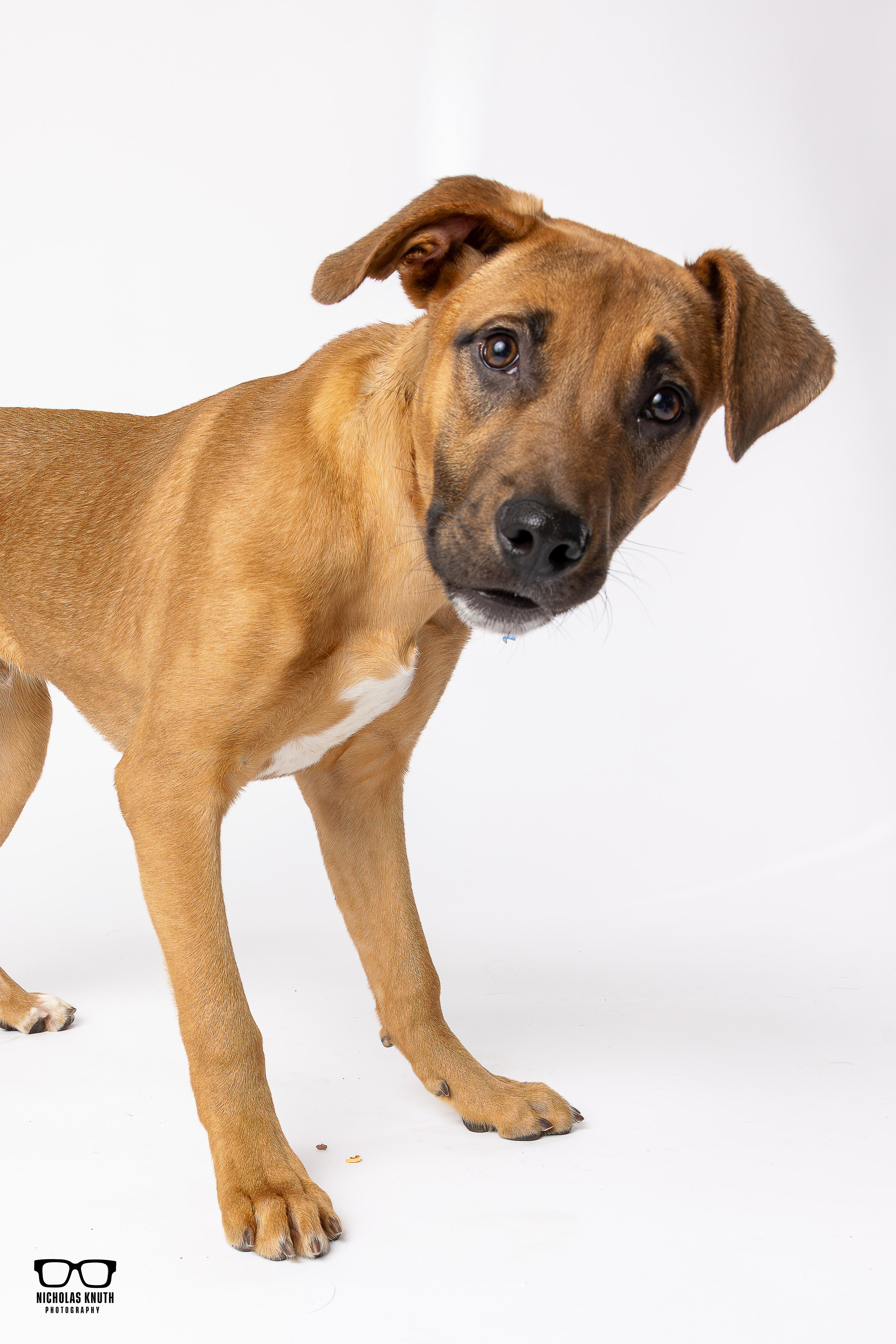 Enlarge Kramer, a ADOPTABLE mixed breed in Palatine, IL image 2/6