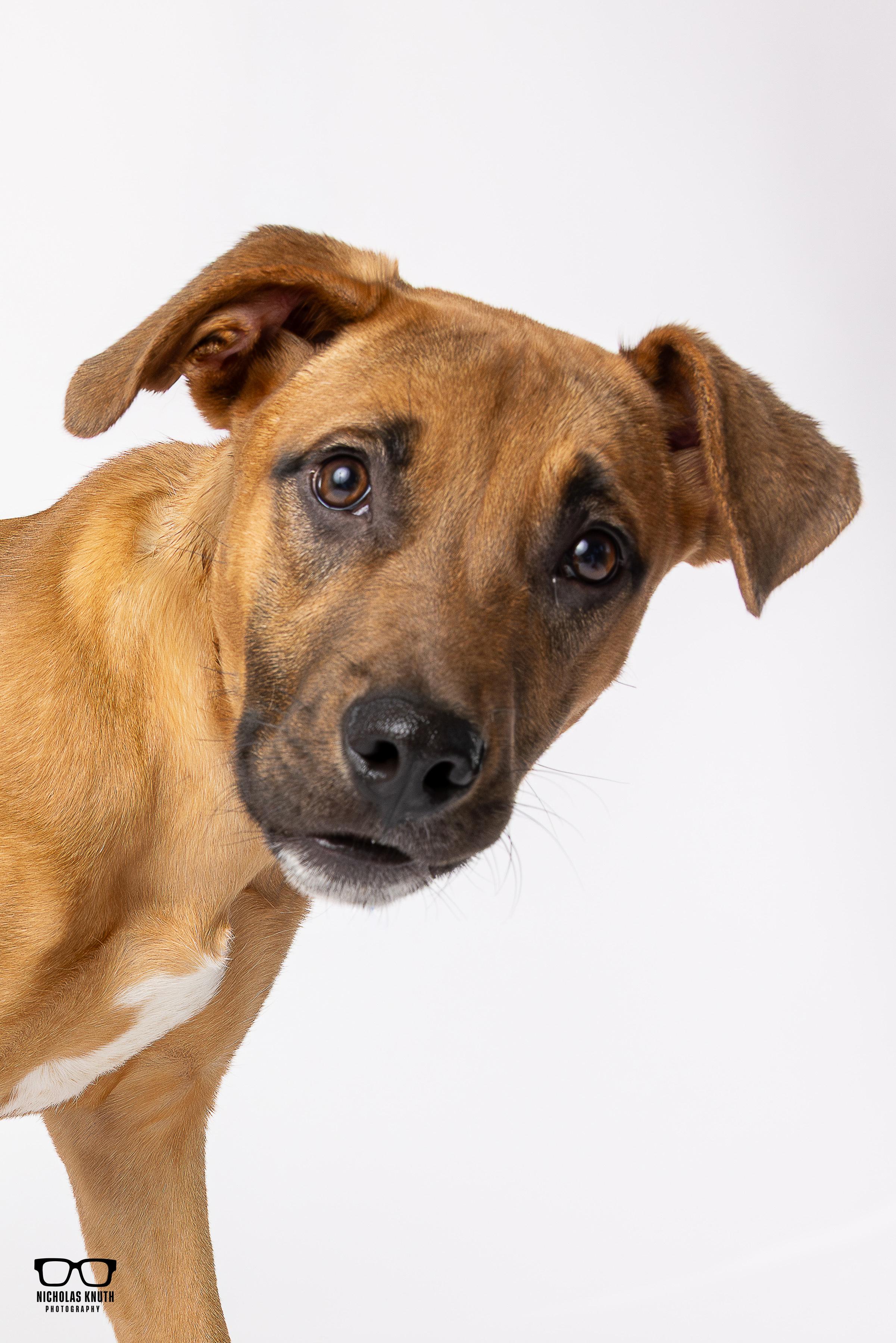 Kramer, ADOPTABLE, Young Male Mountain Cur.