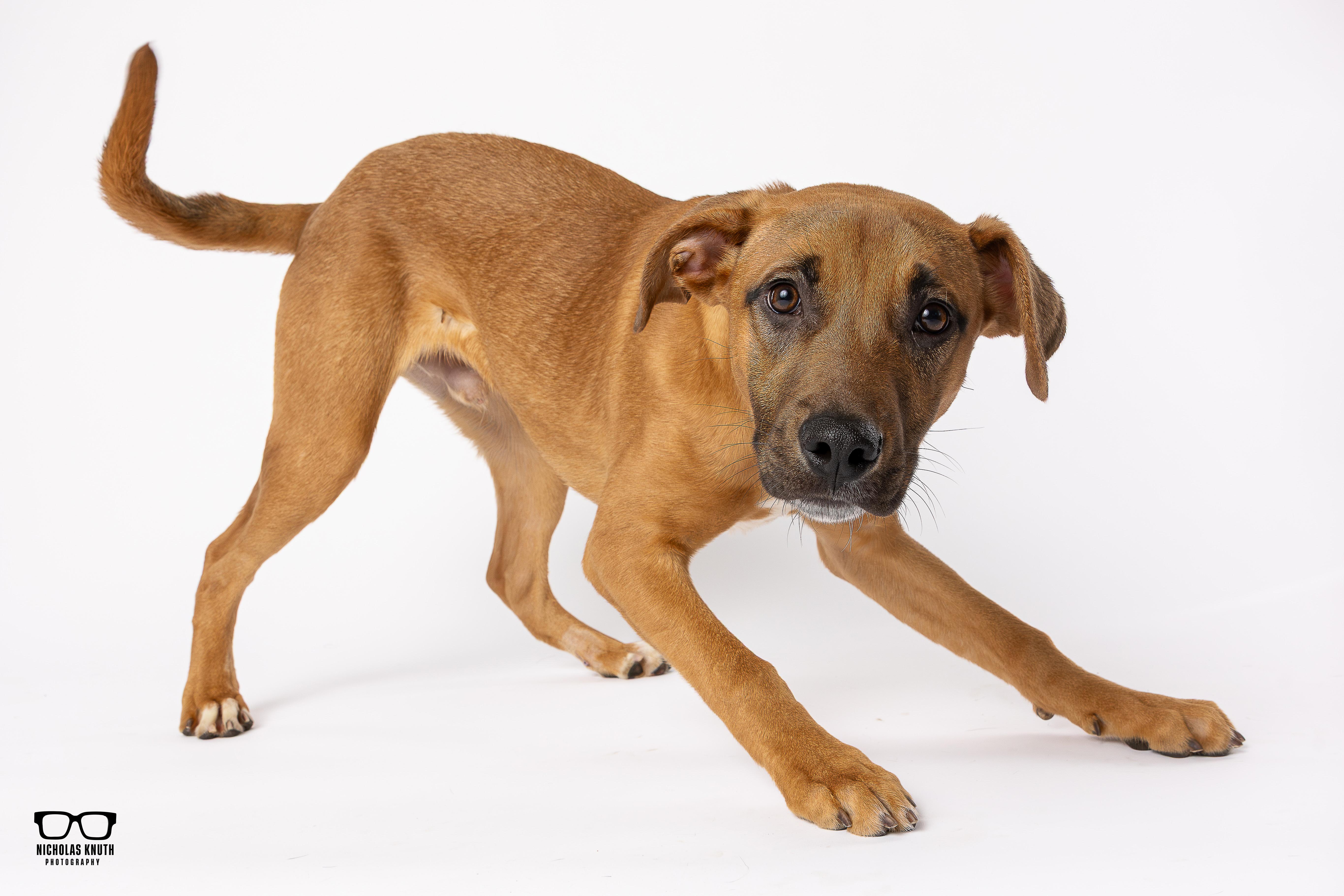 Enlarge Kramer, a ADOPTABLE mixed breed in Palatine, IL image 4/6