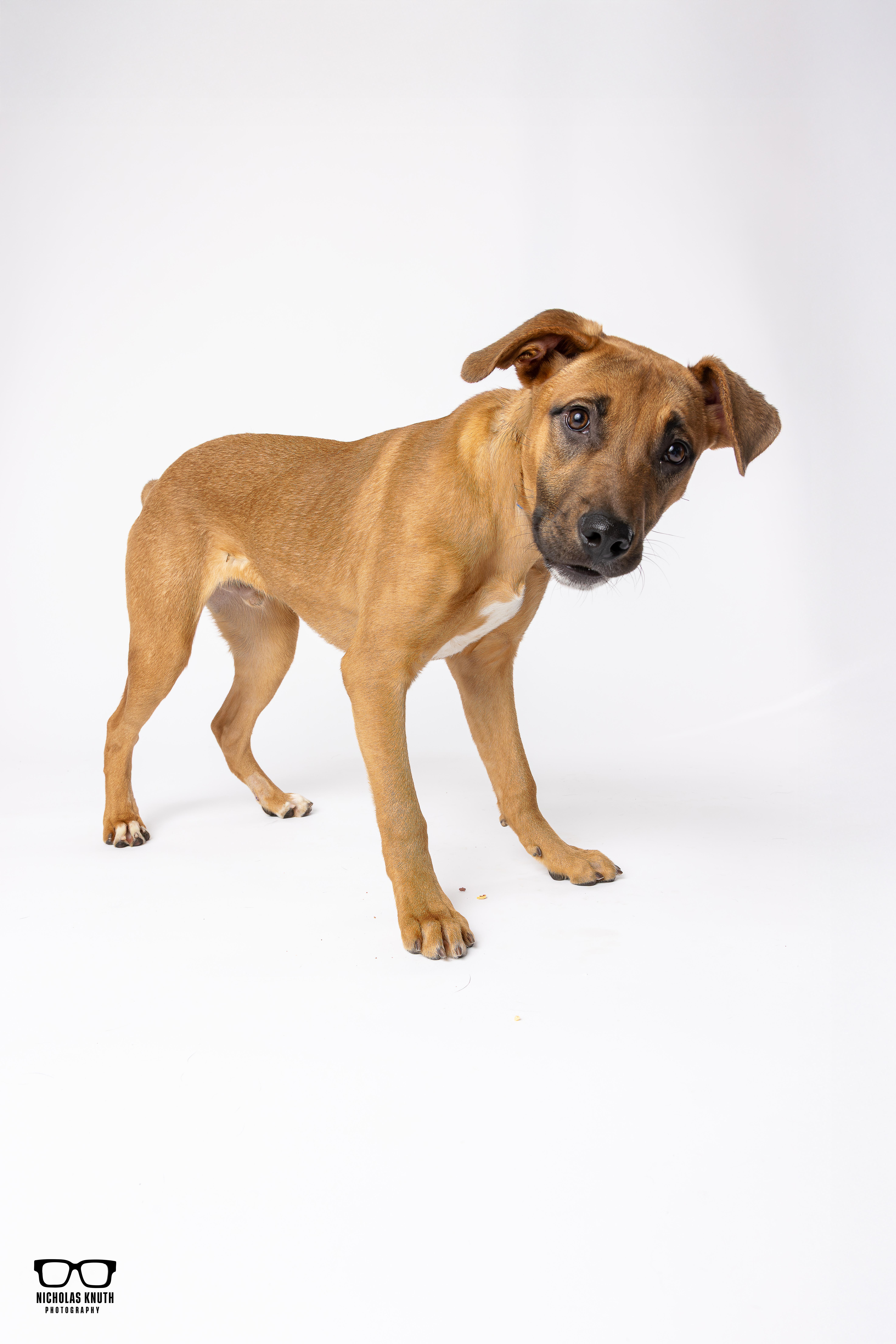 Enlarge Kramer, a ADOPTABLE mixed breed in Palatine, IL image 6/6