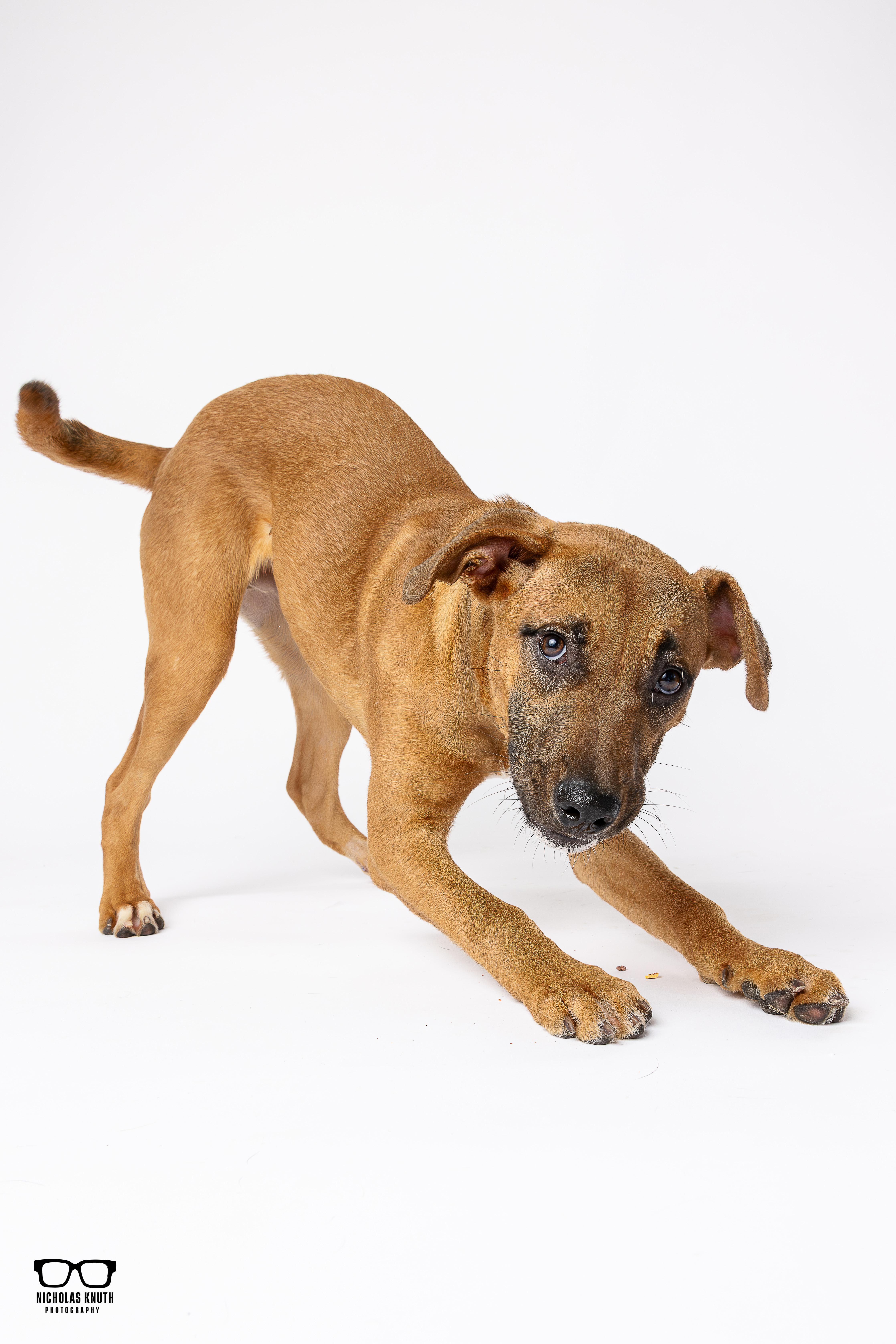 Enlarge Kramer, a ADOPTABLE mixed breed in Palatine, IL image 5/6