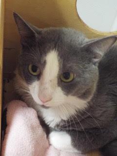 Enlarge Henry, a Adoptable Domestic Short Hair in Green Valley, AZ image 2/6