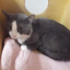 Enlarge Henry, a Adoptable Domestic Short Hair in Green Valley, AZ image 3/6