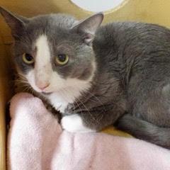 Enlarge Henry, a Adoptable Domestic Short Hair in Green Valley, AZ image 4/6