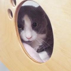 Enlarge Henry, a Adoptable Domestic Short Hair in Green Valley, AZ image 5/6