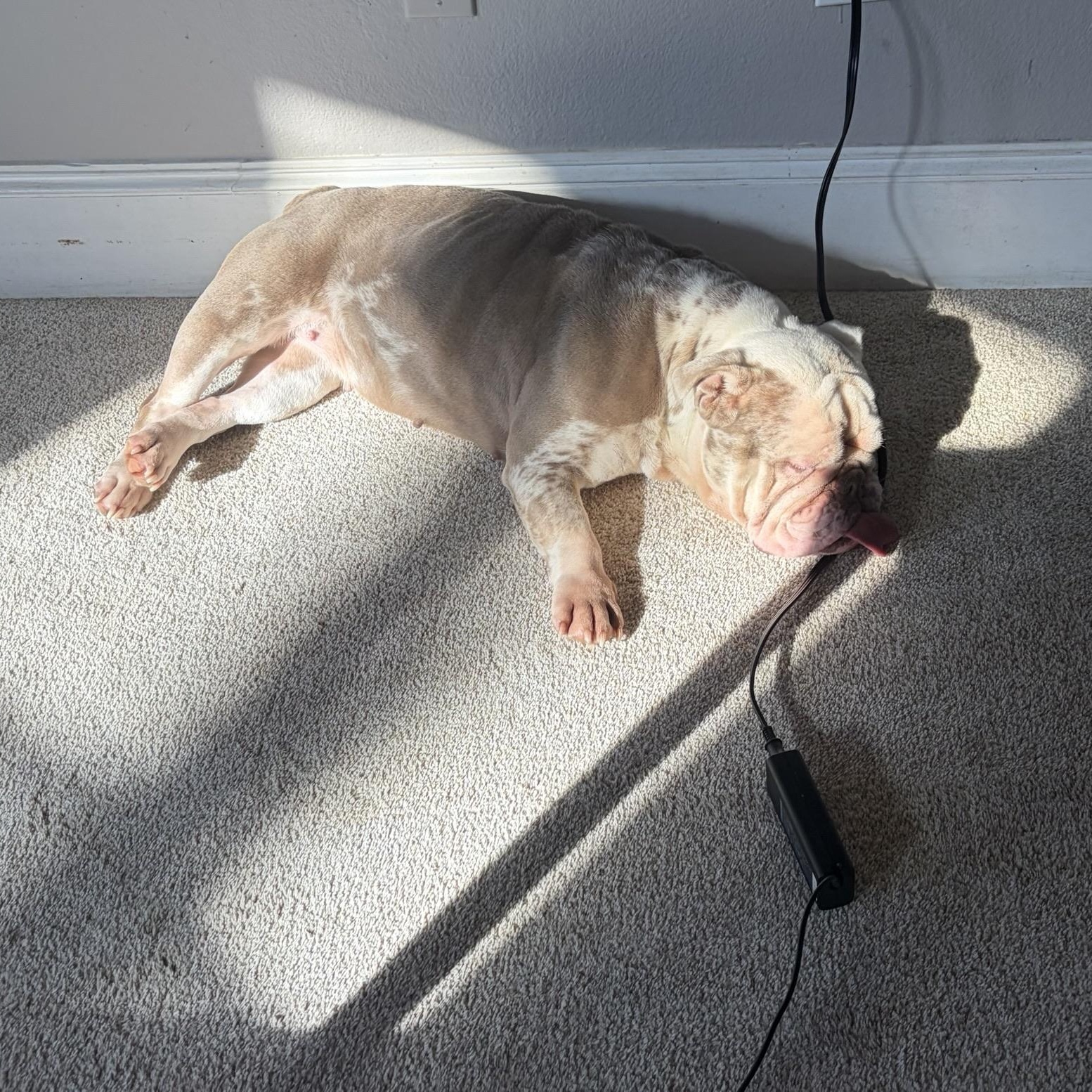 Enlarge Peppa, an adopted English Bulldog in San Antonio, TX image 5/6