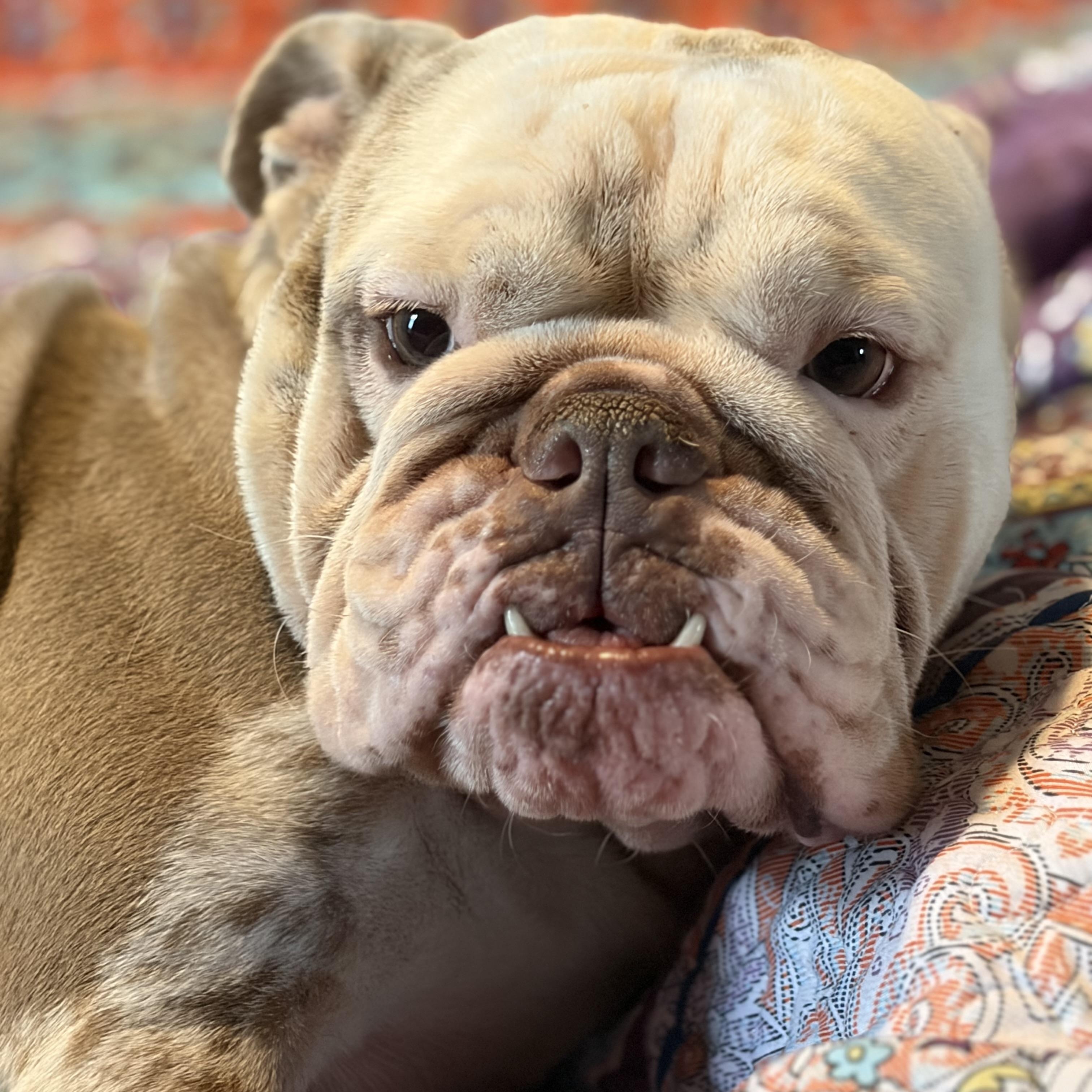 Peppa, adopted, Young Female English Bulldog.