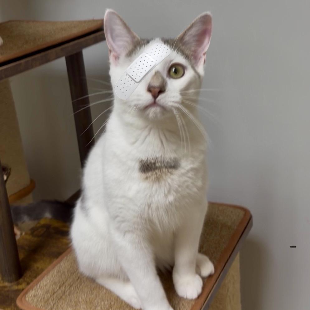 Enlarge Fandangle, a Adoptable Turkish Van in Wichita, KS image 1/4