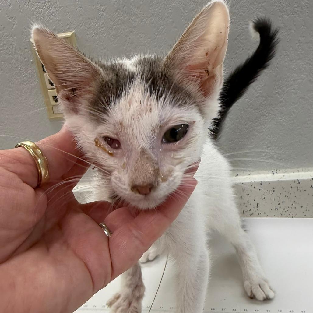 Enlarge Fandangle, a Adoptable Turkish Van in Wichita, KS image 2/4