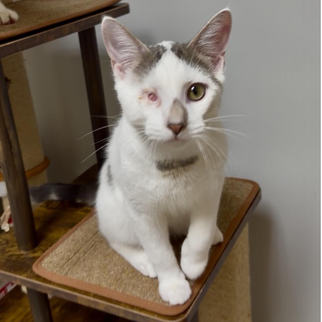 Enlarge Fandangle, a Adoptable Turkish Van in Wichita, KS image 3/4