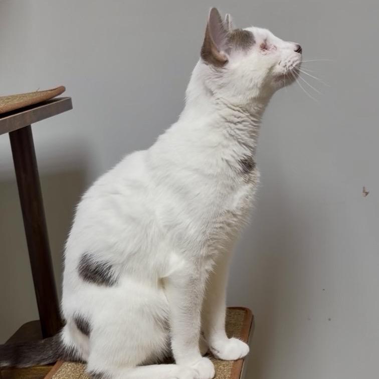 Enlarge Fandangle, a Adoptable Turkish Van in Wichita, KS image 4/4