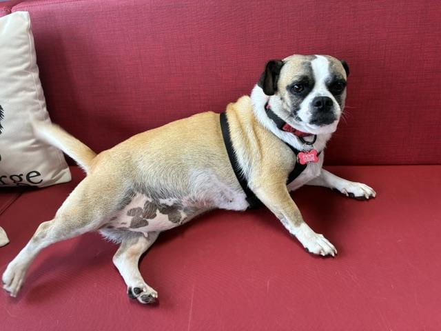 Enlarge Lulu, a Adoptable Chug in Tulsa, OK image 3/3