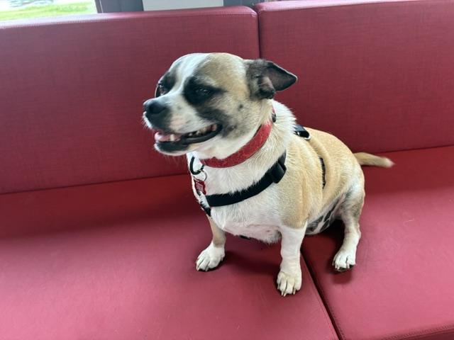 Enlarge Lulu, a Adoptable Chug in Tulsa, OK image 2/3