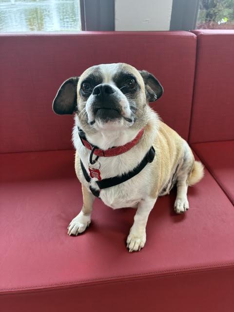 Lulu, Adoptable, Adult Female Chug.