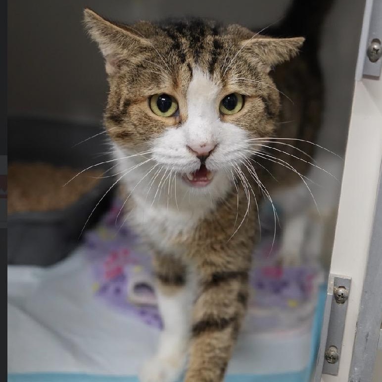 Enlarge Sparrow, a Adoptable Domestic Short Hair in Butler , PA image 1/1