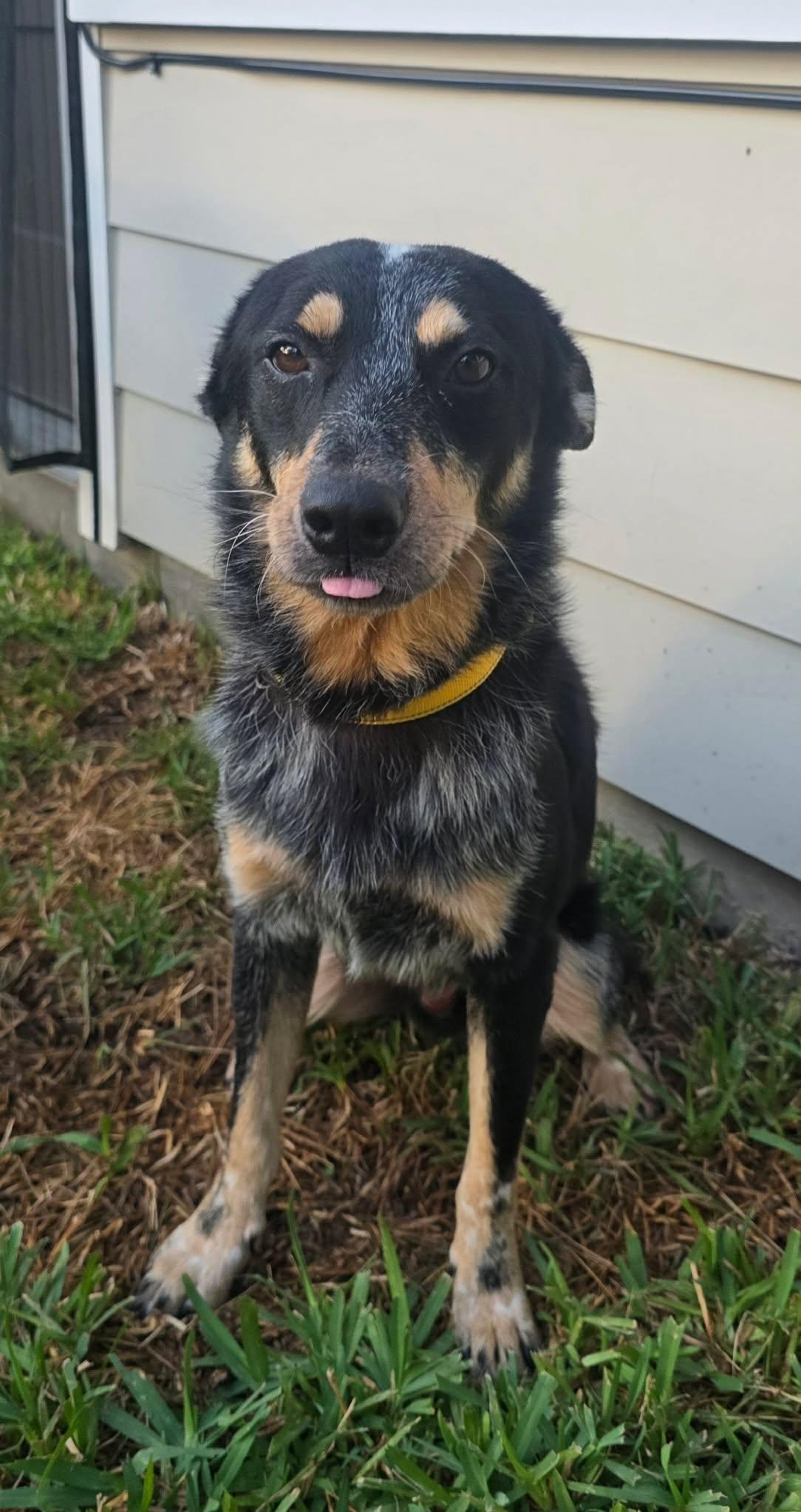 Enlarge Atlas, a Adoptable mixed breed in Albany, NY image 6/6